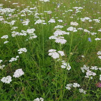 Тысячелистник (Achillea millefolium) 5 г - 100% натуральное эфирное масло