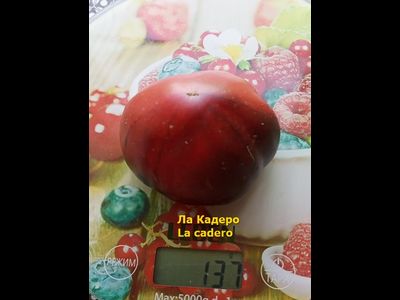 Томат Ла Кадеро (La Cadero)