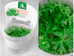 Лютик водный