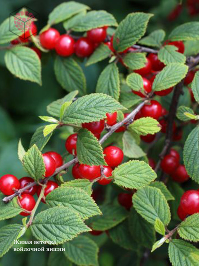 Набор вайнеров и каттеров "Листья войлочной вишни"