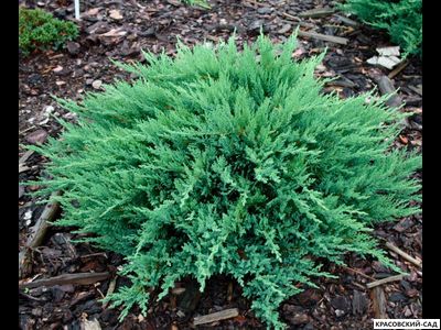 Можжевельник Казацкий Голубой - Juniperus Sabina