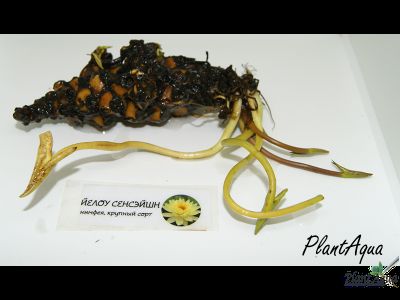 Нимфея Йелоу Сенсэйшн