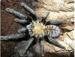 Cyriopagopus schioedtei