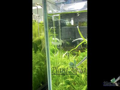 SwetAqua Acrill bottom Pipe 450 - акриловая трубка для кормления донных рыб или креветок.