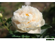 Paeonia Pastelegance