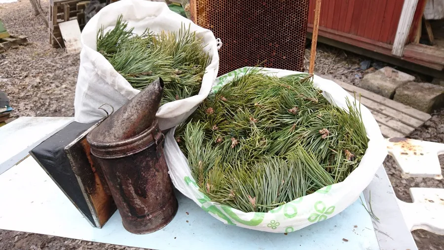 Божественный запах соснового леса