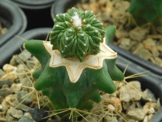 Aztekium  ritteri PP 566 (d=15)