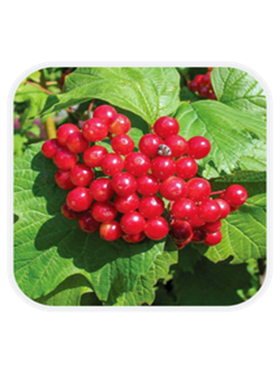 Таежные рубина (калина), 1год, ЗКС