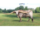 лонгхорн, череп, техасский, бык, буйвол, корова, рога, большие, longhorn, bull, skull, Texas, трофей