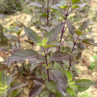 Базилик священный, Тулси (Ocimum sanctum) 5 мл - 100% натуральное эфирное масло