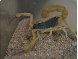 Hottentotta jalalabadensis