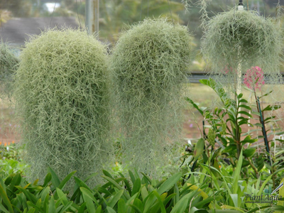 Тилландсия Spanish Moss (уснеевидная)
