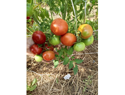 Томат Совершенство Ливингстона (Livingston's Perfection)