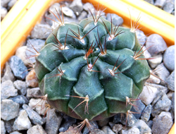 Gymnocalycium anisitsii ssp.volkeri VoS-39 (D=30мм)