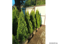 Туя Кубанский Изумруд