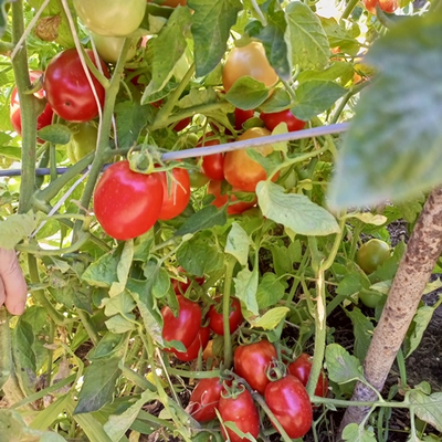 Томат Валентина