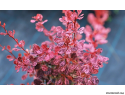 Барбарис Харлеквин - Harlequin