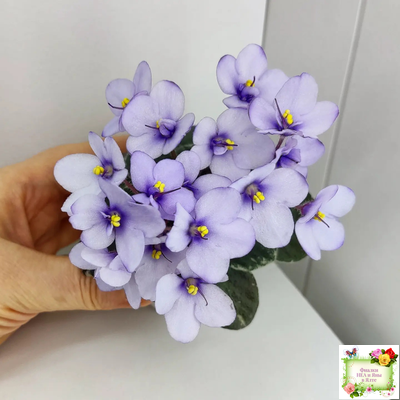 Smitten Kitten (LLG/S.Sorano) 03/22/2008 (9956)