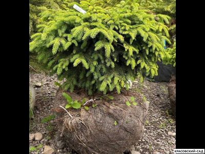 Ель Нидиформис Nidiformis