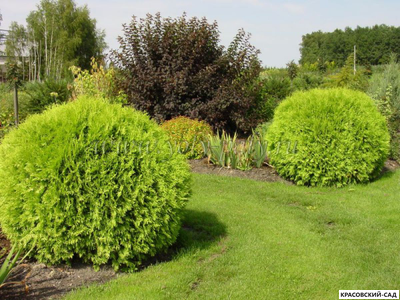 Туя Мириам - Mirjam