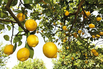 Лимон (Citrus limon) Сицилия, 5 мл - 100% натуральное эфирное масло