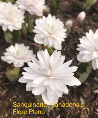 Sanguinaria canadensis Flore Pleno-1 почка