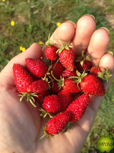 ЗЕМЛЯНИКА "БАРОН СОЛЕМАХЕР" (БЕЗУСАЯ, СЛАДКАЯ И АРОМАТНАЯ) (САЖЕНЕЦ В ГОРШКЕ)