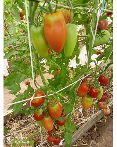 Томат Наследие Кати Мазотти