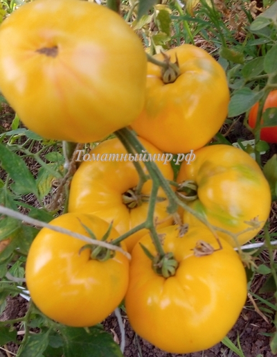 Томат Крем-Торт