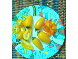 Перец острый Халапеньо желтый (Jalapeno Yellow)