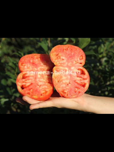 Томат Задница обезьяны (Monkey Ass), 10 шт.