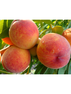 Персик Редхейвен (средний)