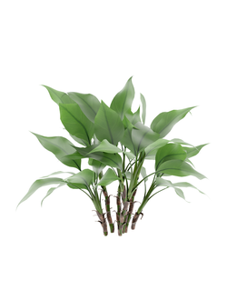 тропические Аглаонема умеренная 01 03