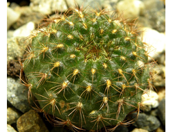 Frailea ritteriana - 5 семян