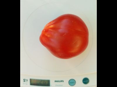 Томат Кунео гигантская груша (Cuneo Giant Pear) США