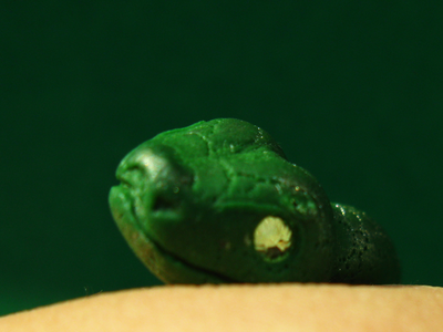 Браслет "Тропическая змейка"