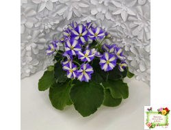 Yukako (Ueki Masahiro) химера (стартер из цветоноса)