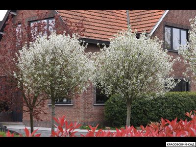 Вишня Убракулифера - Umbraculifera