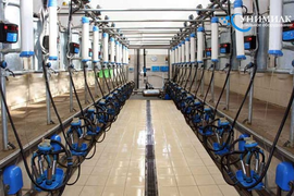 ТО ДОИЛЬНОГО ЗАЛА ЁЛОЧКА 12 МЕС