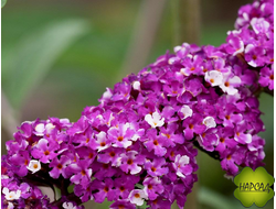 БУДДЛЕЯ ДАВИДА "БЕРРИС ЭНД КРИМ" (ЛЮБИМИЦА БАБОЧЕК И НАСТОЯЩИХ ЭСТЕТОВ)