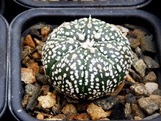Astrophytum asterias hybr. (D=___мм)
