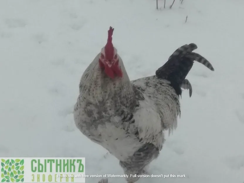 Фермерские петухи с доставкой на следующий день