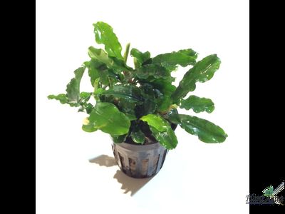 Bucephalandra green wavy