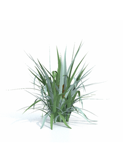 тропические Астелия чатамская Astelia chathamica 02