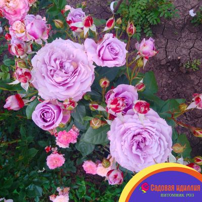 Новалис (Novalis)