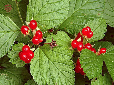 "Костяника" силиконовый молд.