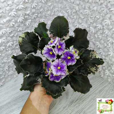 КО-Путеводная Нить (О. Кособокова) 2022 г.