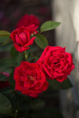 Кашмир (Kashmir) роза, ЗКС