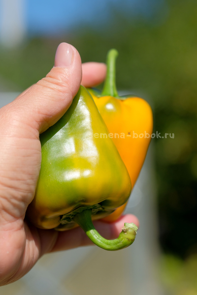 Перец сладкий Абрикосовая Фаворитка, 10 шт