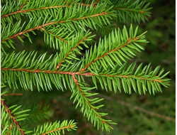 Ель (Picea abies), лапки (5 мл) - 100% натуральное эфирное масло